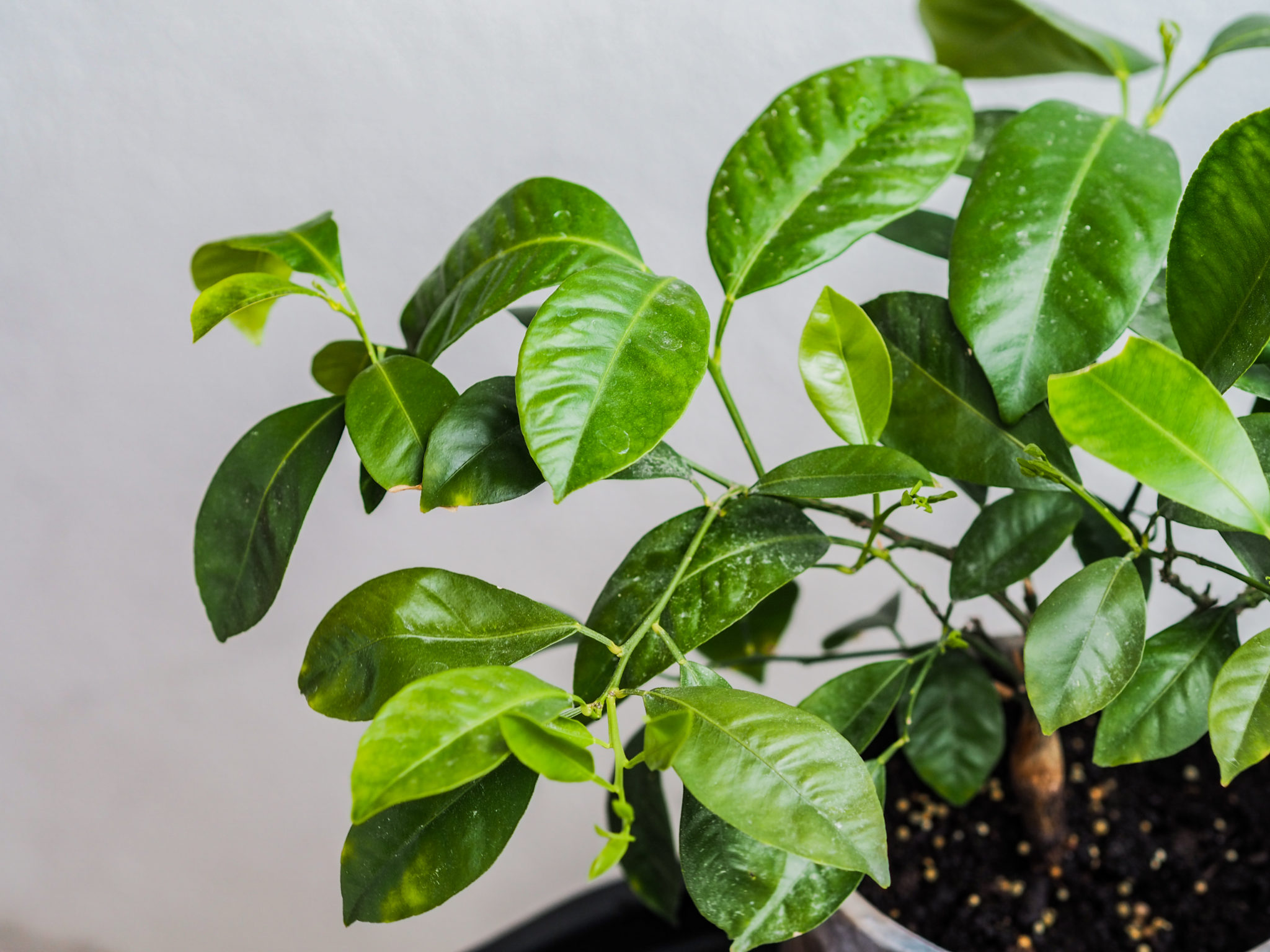 Pieni parveke - BMH - Big mamas home by Jenni